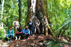 Amazon's 'tallest tree' safe from fires, say scientists