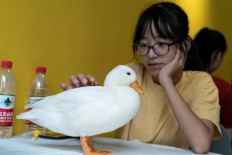 Coffee and quacks served up at Chengdu duck cafe