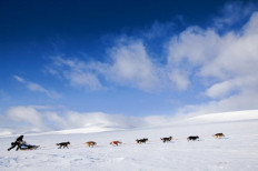 Dogs in Norway hit by mysterious illness