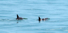 Handout picture released by Sea Sheperd environmental organization showing two vaquita marina porpoises -the world's smallest and which is nearly extinct- at the Gulf of California, Mexico on September 3, 2019.