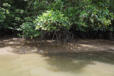 A closer look at mangrove shrubs on the muddy soil at Graha Indah mangrove center in Balikpapan, East Kalimantan.