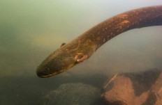 A picture released by Prof. Dr. Leandro Melo de Sousa on September 9, 2019 shows an electric eel (Electrophorus Voltai).