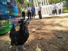 Visitors observe a Polish chicken in the annual flora and fauna expo in Banteng Square in Central Jakarta on Sept. 10. 
