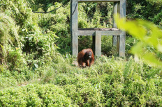 Getting ready for the jungle: Story of Rambo and other orangutans at Samboja Lestari