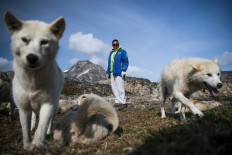 In Greenland village, shorter winters cast doubts over dog sledding