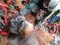 Endangered Tapanuli orangutan found malnourished, injured out of habitat near Batang Toru