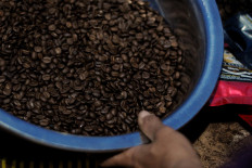 Coffee beans are ready to be milled. The black coffee has a distinctive taste. JP/Magnus Hendratmo