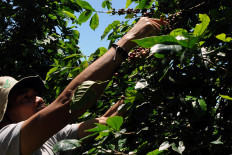 Sukiman harvests Arabica coffee beans on his plantation on Thursday. Sukiman started cultivating coffee in Deles village, Klaten regency, Central Java, in 2014. JP/Magnus Hendratmo

