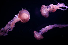 Jellyfish are breeding at a much higher rate than before, thanks to changes in their environment wrought by human activity.