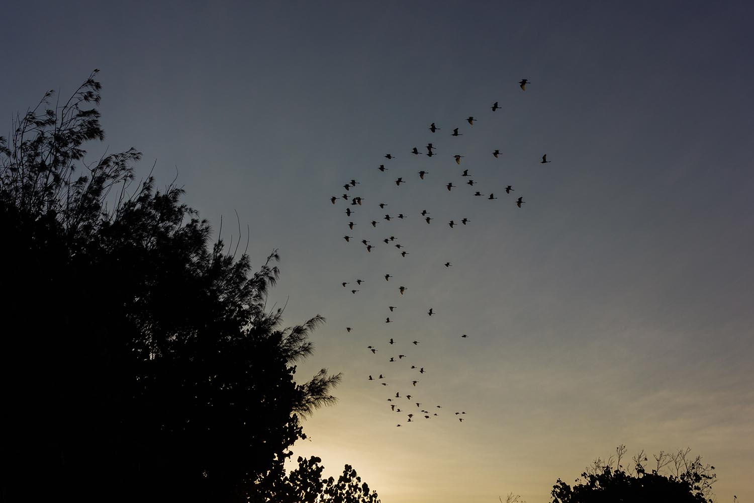 Mangrove trees still standing tall after storm