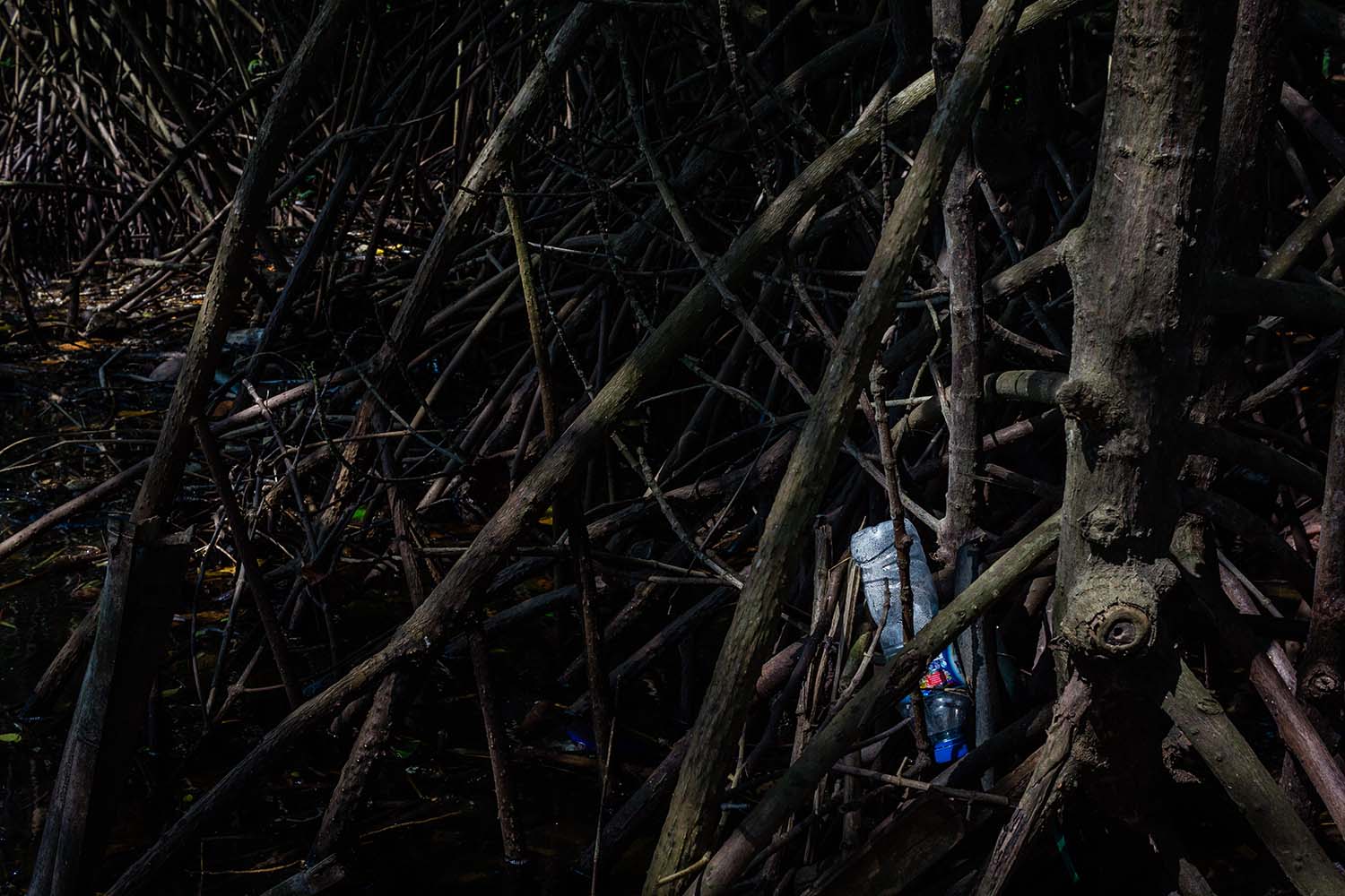 Plastic bottles get trapped between mangrove roots. JP/Anggertimur Lanang Tinarbuko
