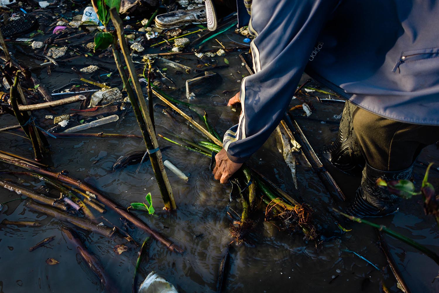 Mangroves have fallen down because of the waste-carrying waves. JP/Anggertimur Lanang Tinarbuko