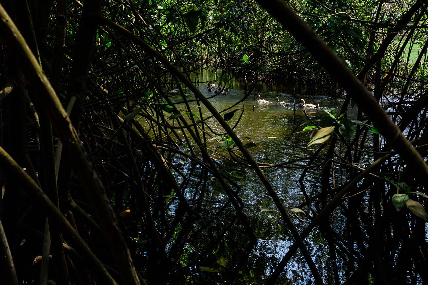 A flock of ducks swims through the Baros Mangrove Forest. JP/Anggertimur Lanang Tinarbuko