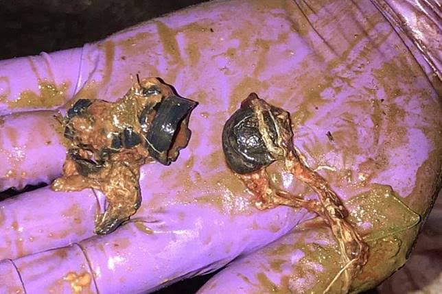 RM20,000 reward for info on pygmy elephant’s killers