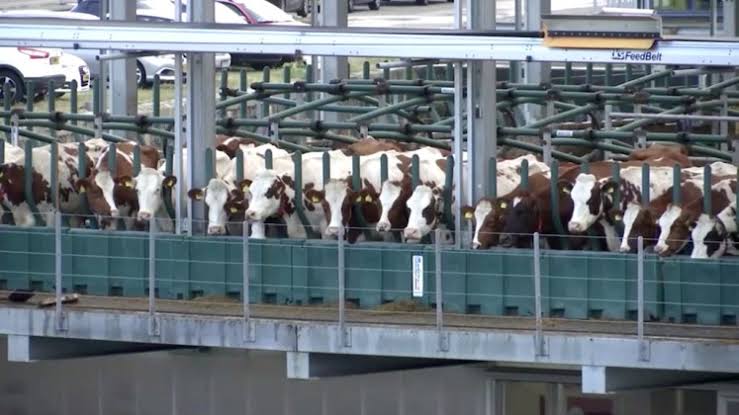 Moo-ving to the future? Cows try 'Floating Farm' in Rotterdam
