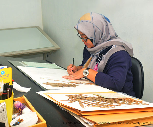 'It won't be in vain': The only female botanical illustrator at LIPI shares hardship, passion