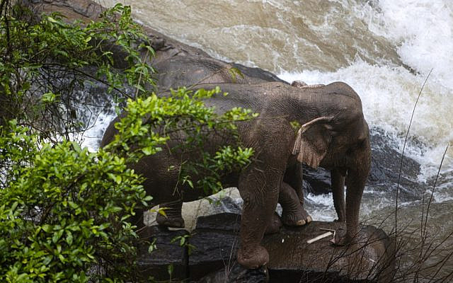 Six wild elephants drown after slipping off waterfall in Thai park
