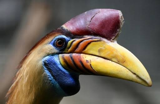 Malaysia finds hornbill 'ivory' in massive wildlife seizure