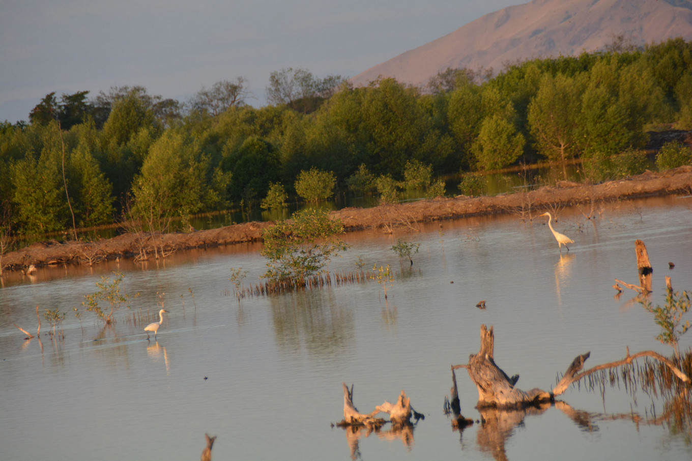 PLN subsidiary to test biomass mixing on 15 coal power plants in 2020