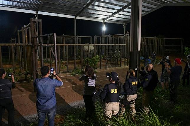 Rescued circus elephant Ramba arrives at Brazil sanctuary