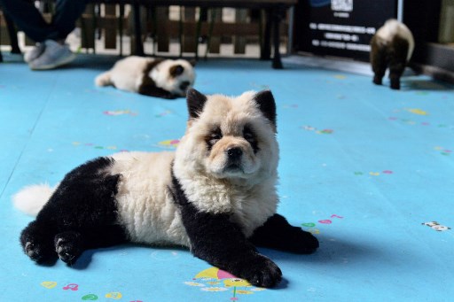 Bamboozled: 'Panda dog' cafe sparks China animal rights debate