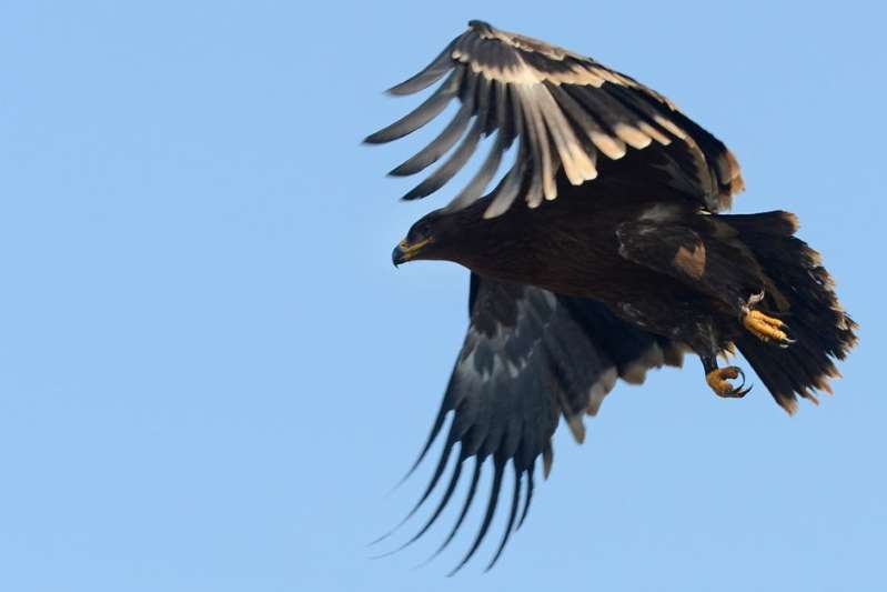 Steppe eagles face rapid decline due to the spread of farming land across their territory and are vulnerable to wind turbines.