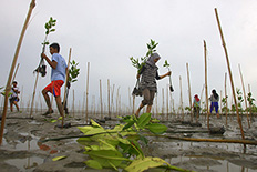Imagine Indonesia with restored forests, mangroves