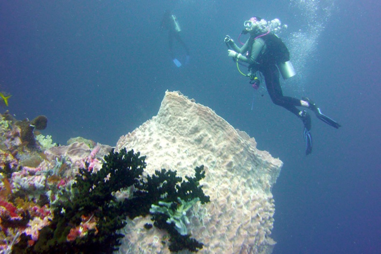 Chasing hammerhead sharks in the Ring of Fire