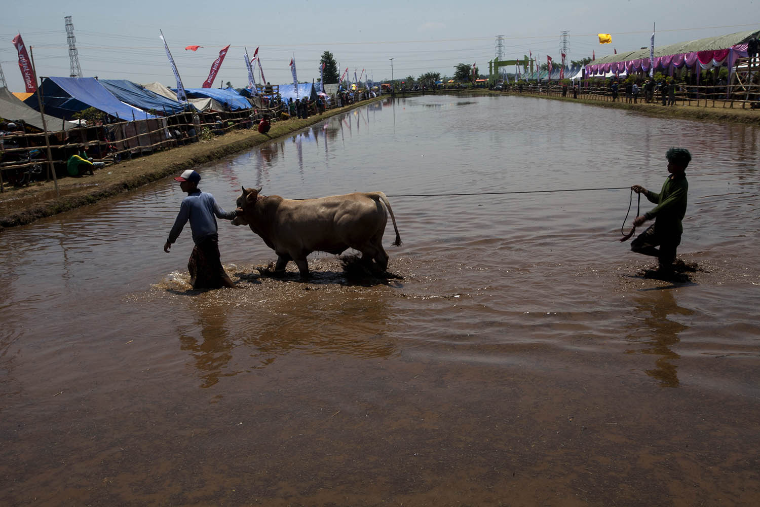 Two participants move a bull across the arena. JP/Sigit Pamungkas
