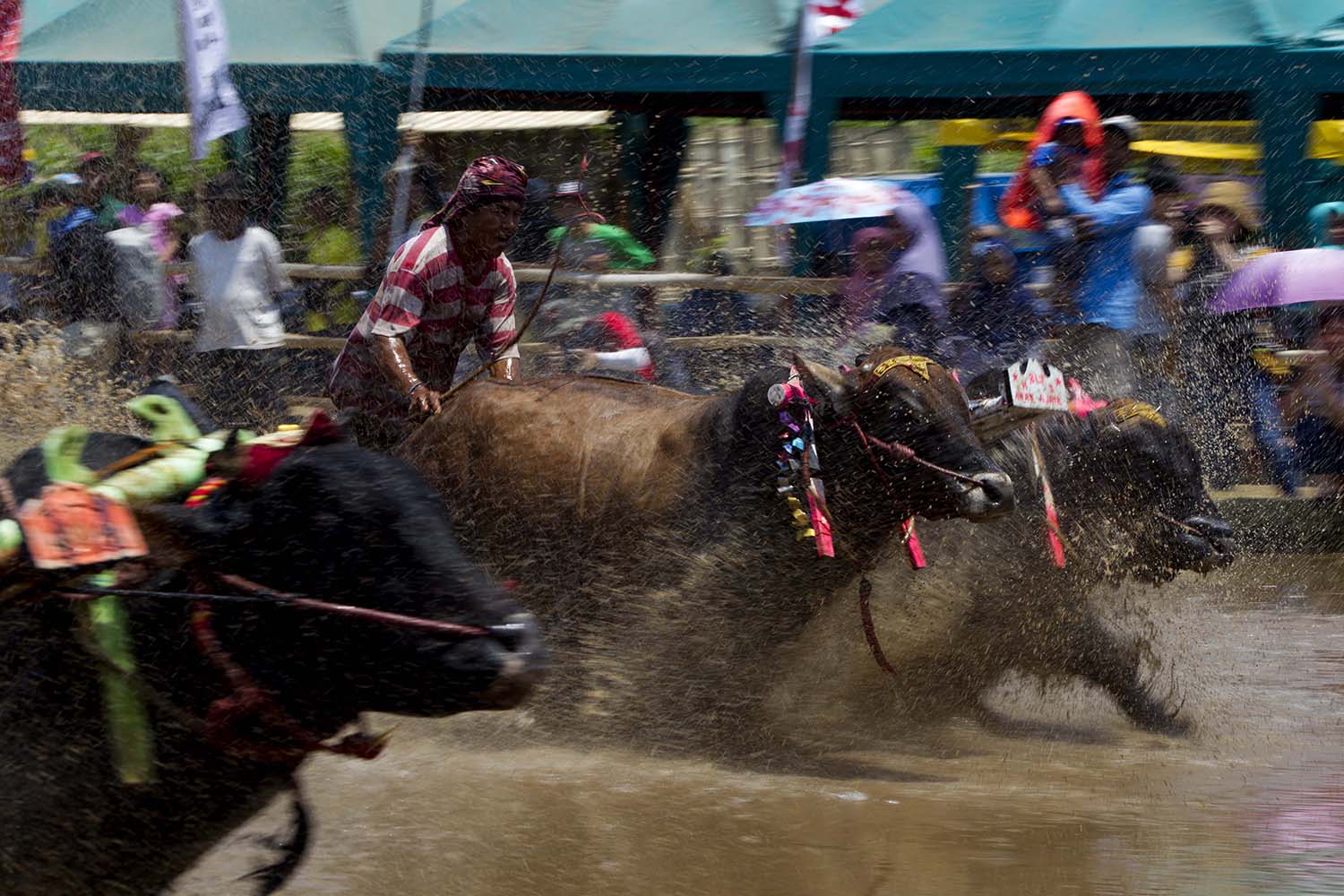 Participants charge across the wet field with their bulls. JP/Sigit Pamungkas