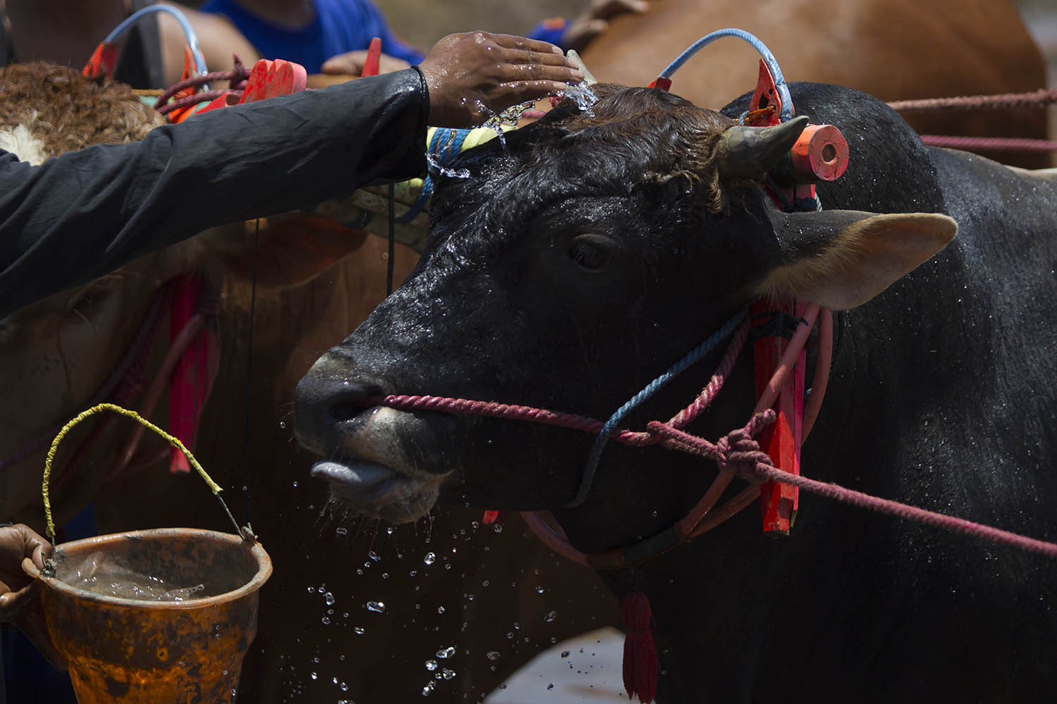 Water keeps the animals hydrated and cool under the hot sun. JP/Sigit Pamungkas