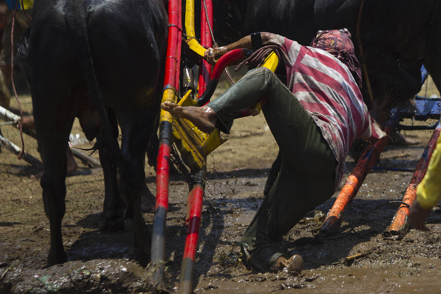 A participant falls as the animal swerves to exit the arena. JP/Sigit Pamungkas