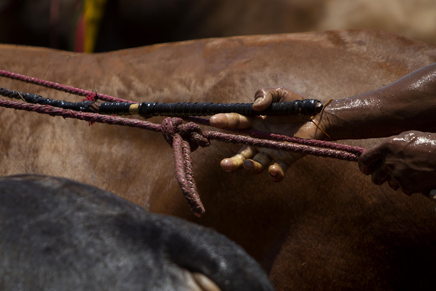 A rider clings onto the ropes to keep his bulls under control. JP/Sigit Pamungkas