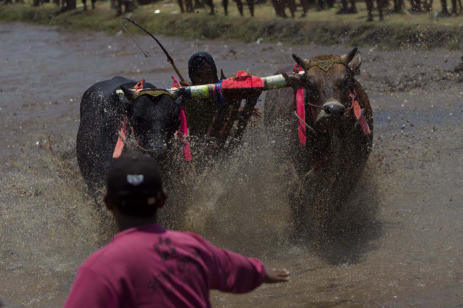 A rider controls his bulls as they are about to cross the finish line while a helper tries to keep them from exiting the arena to protect spectators and other participants. JP/Sigit Pamungkas