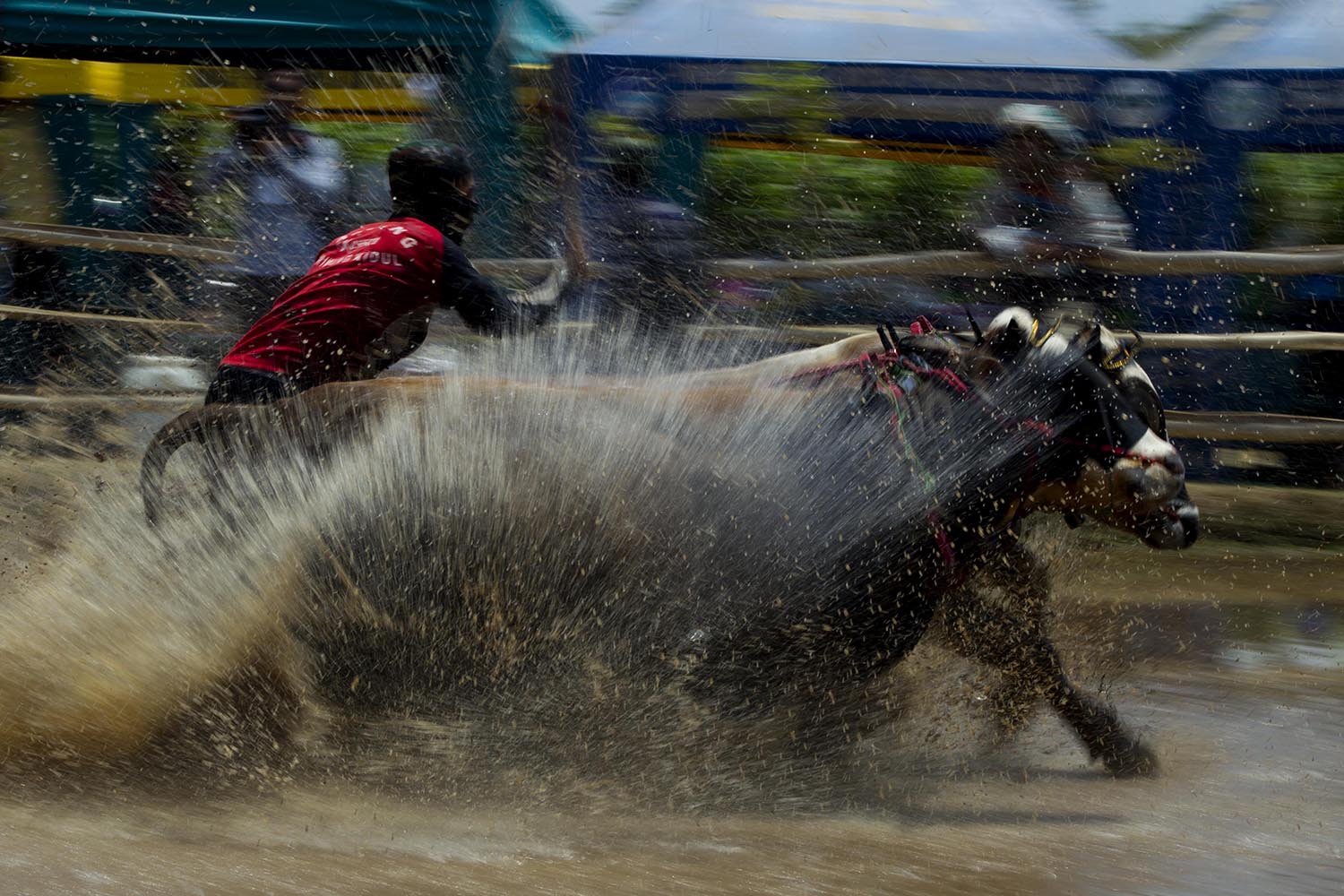 Participants charge across the wet field with their bulls. JP/Sigit Pamungkas