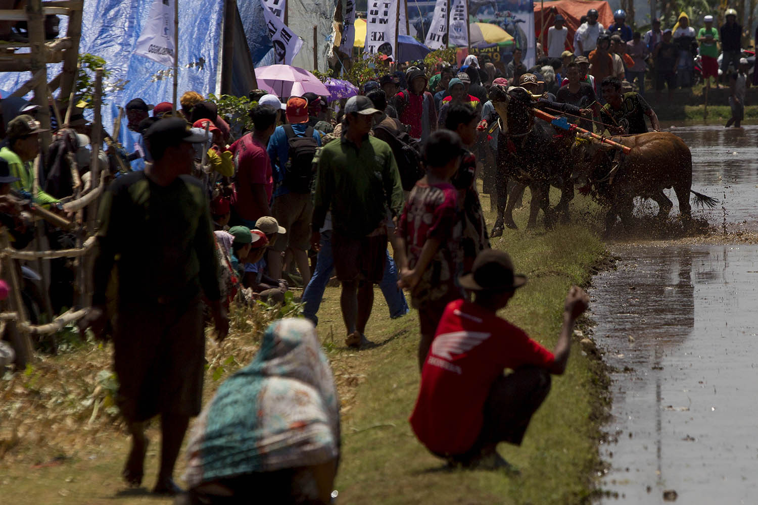 A participant loses control of his pull as it runs outside the arena. JP/Sigit Pamungkas