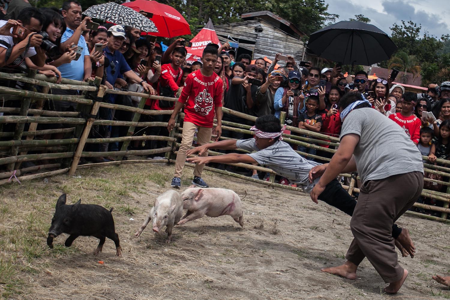 Got ‘em!: Blindfolded competitors try to catch pigs. JP/Andri Ginting