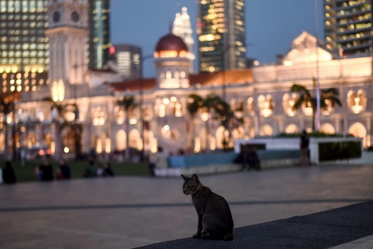 Malaysia hands jail term to laundrette cat killer