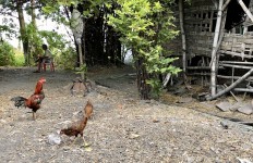 Plastic or egg? Imported waste contaminates East Java’s food chain: Report