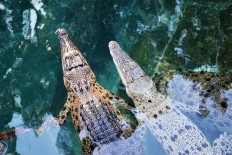 Australian crocodiles in Darwin, Australia