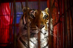 As France dithers, Paris bans use of wild animals in circuses