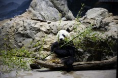 US, China extend giant panda deal by three years