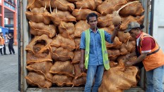 Production under pressure: A Palembang customs officer (left) shows a coconut that has been sent back from Thailand due to an unexpected sprout growth on Nov. 19, 2019, in Palembang, South Sumatra.