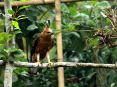 Captive-bred Javan hawk-eagles released in West Java