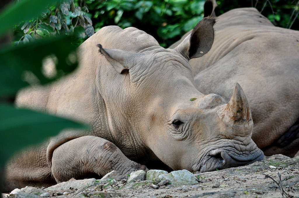 Malaysia's last Sumatran rhinoceros dies - Environment - The Jakarta Post