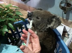 Online fundraiser for bushfire-hit koalas tops Aus$1 million