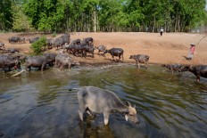 Banyubiru buffalo farms provide livelihoods, lure tourists