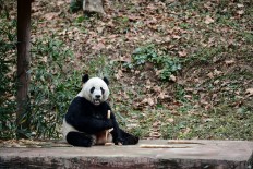 US-born panda Bei Bei arrives in new China home