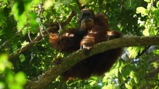 Tapanuli orangutan released after entering village in search of food