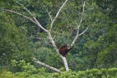 China’s big firms put reputation at risk in Batang Toru power plant